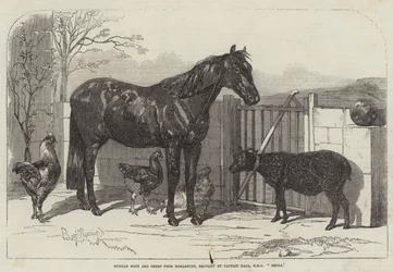 Russian Pony and Sheep from Bomarsund, brought by Captain Hall, HMS Hecla