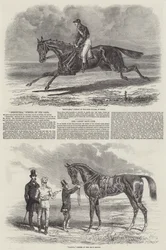 Winning Racehorses