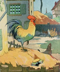 The Cock, illustration from 