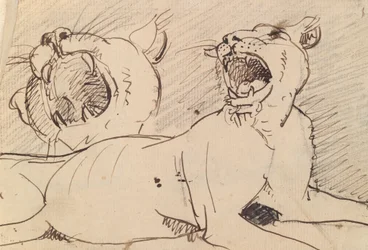 Study of a Lioness