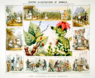 Cochineal and lac insects