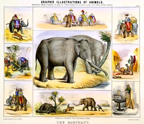 The Elephant, c1850