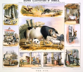 The Pig, 1850