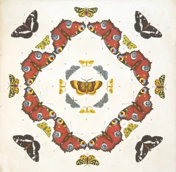 Detail from Plate 1, from A Rare Depiction of Butterflies and Moths, pub. 1764