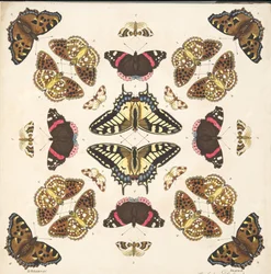 Detail from Plate II, from A Rare Depiction of Butterflies and Moths, pub. 1764
