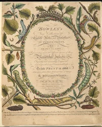 Frontispiece, from A Rare Depiction of Butterflies and Moths, pub. 1764
