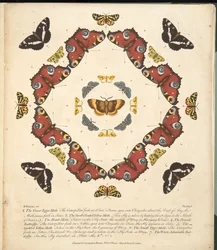 Plate 1, from A Rare Depiction of Butterflies and Moths, pub. 1764