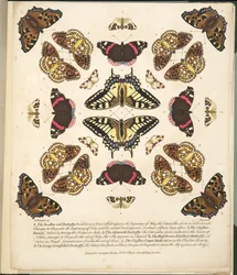 Plate II, from A Rare Depiction of Butterflies and Moths, pub. 1764