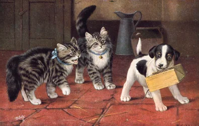 Cat Postcard