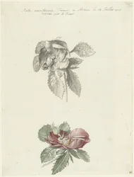 Study Sheet with a Rose
