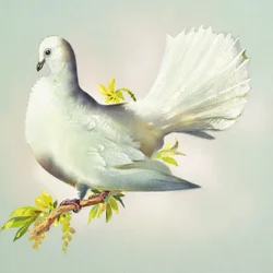 Fantail Dove