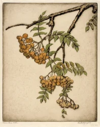 Mountain Ash