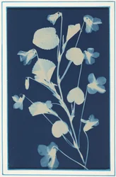 Untitled, c. 1900