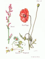 Sorrel, Scarlet Pimpernel, Field Poppy