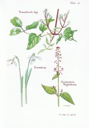 Travellers Joy, Enchanters Nightshade, Snowdrop