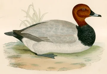 Pochard