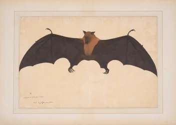 A Great Indian Fruit Bat or Flying Box (Ptreopus Giganteus)