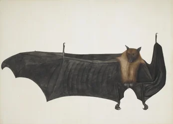 Great Indian Fruit Bat