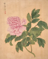 Peony from Album of Flowers