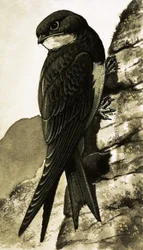 The Swift