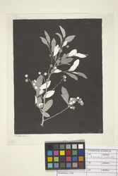 Huckleberry