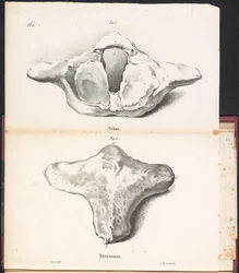 Atlas and sternum of the whale, 1827