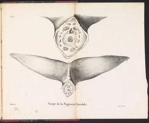 Cross-Section of the Whale