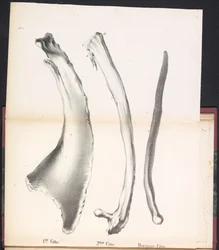 Three Whale Ribs, 1827