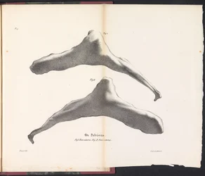Hip Bone of the Whale, 1827 (title on object: Os Pelviens)