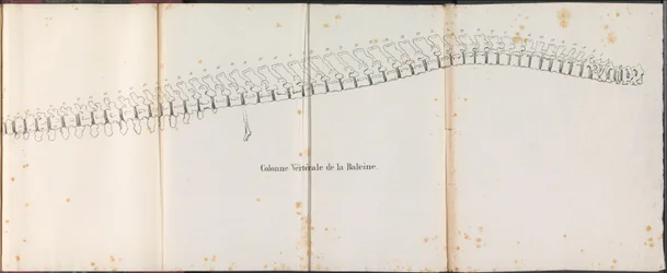 Spine of the Whale, 1827 Colonne Vertébrale de la Baleine (title on object)