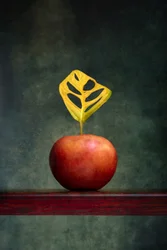 Warm Apple Leaf Still Life