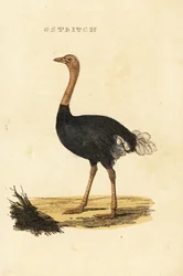 Common ostrich, Struthio camelus