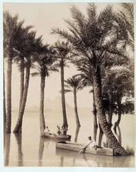 A Palm Grove at the Foot of the Pyramids of Egypt - photograph by the Zangali brothers, late 19th century