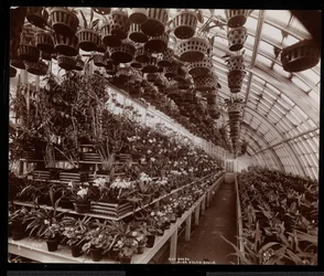 Orchids in a greenhouse at the Helen Gould estate (late Jay Gould residence) at Tarrytown, New York, 1894