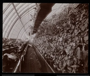 Orchids in a Greenhouse at the Helen Gould Estate (Late Jay Gould Residence) at Tarrytown, New York, 1894