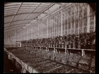 Plants in a greenhouse at the Helen Gould estate at Tarrytown, New York, 1894