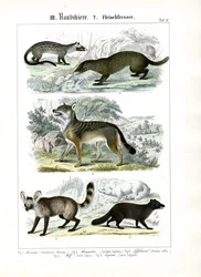Carnivores of the Canid Family and Mustelids