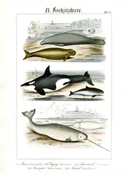 Marine Mammals and Their Anatomical Features