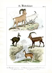 Mountain-Dwelling Ruminants