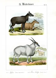 Nilgai and Eland Antelope