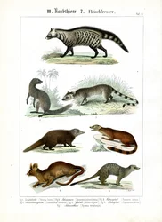 Various Carnivores from the Civet and Mongoose Families