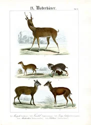 Various Small Ruminants from Asia