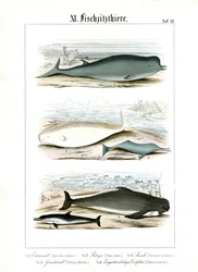 Whales and Dolphins in Their Marine Habitats