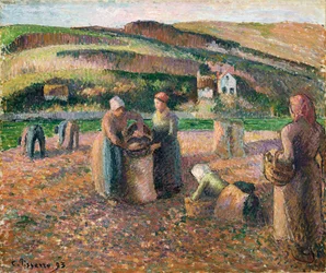 Picking Potatoes