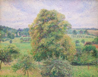Big Walnut Tree at Eragny