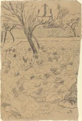 The Cabbage Field
