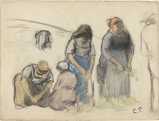 Pea Harvesters
