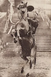 Cowboy in control of a rearing horse