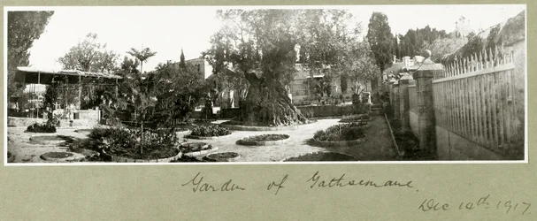 Garden of Gethsemane, 14th December 1917