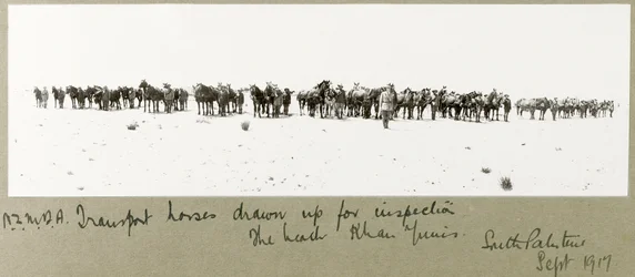 N.Z.M.F.A. Transport Horses Drawn Up for Inspection on the Beach, Khan Yunis